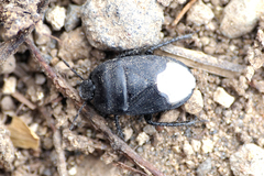 Cydnus aterrimus