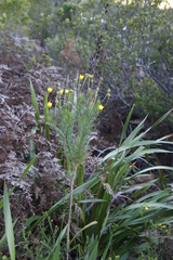 Euryops abrotanifolius