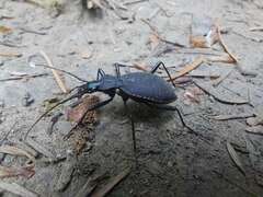 Scaphinotus angusticollis