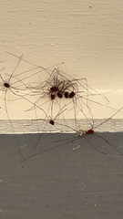 Dicranopalpus ramosus