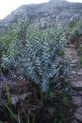 Podalyria calyptrata