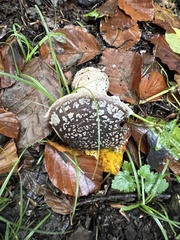 Amanita excelsa
