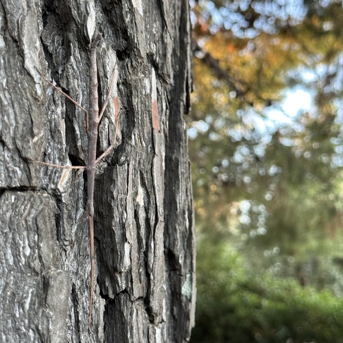 Mediterranean stick insect photo 4