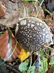 Amanita excelsa