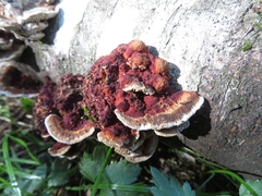 Daedaleopsis tricolor