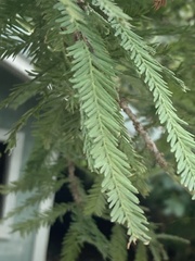 Taxodium mucronatum