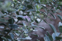 Podalyria calyptrata