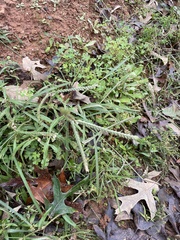 Eleusine indica
