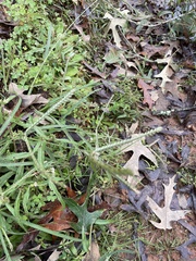 Eleusine indica