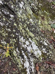 Flavoparmelia baltimorensis