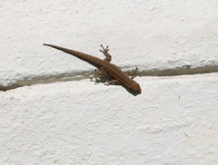 Lygodactylus capensis