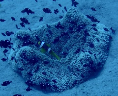 Stichodactyla haddoni