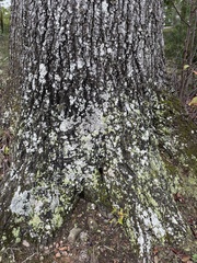 Flavoparmelia baltimorensis