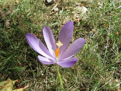 Crocus nudiflorus