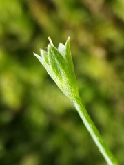 Myosotis scorpioides
