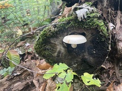 Hypsizygus