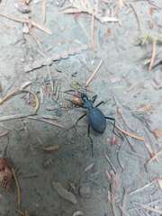 Scaphinotus angusticollis