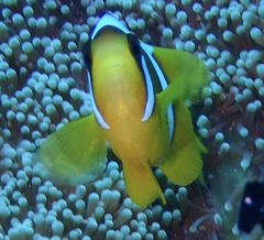Amphiprion bicinctus