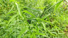 Clinacanthus nutans