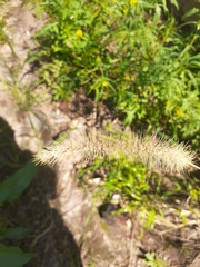 Setaria