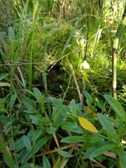 Myosotis scorpioides