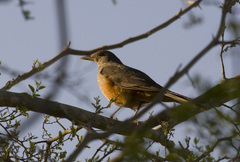 Turdus rufiventris
