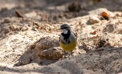 Motacilla flaviventris