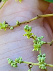 Hippocratea volubilis