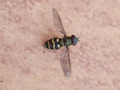 Syrphus