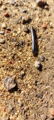 Myriapoda