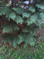 Chamaecyparis obtusa