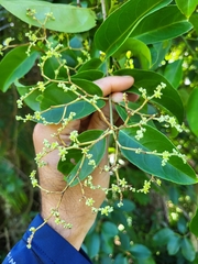 Hippocratea volubilis