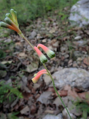 Polianthes zapopanensis