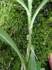 Myosotis scorpioides