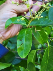 Hippocratea volubilis