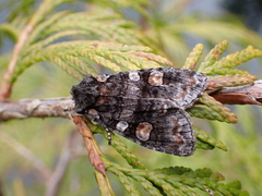 Lithophane dilatocula
