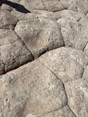 Diplodocus