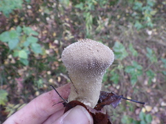 Lycoperdon excipuliforme