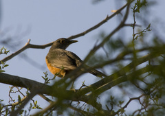 Turdus rufiventris