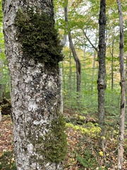 Porella platyphylla