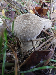 Lycoperdon excipuliforme