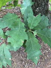 Quercus rubra