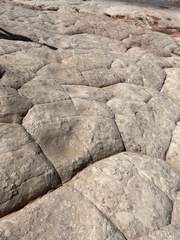 Diplodocus