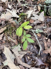 Ulmus