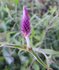 Celosia argentea