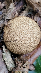 Scleroderma citrinum