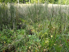 Myosotis scorpioides