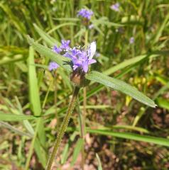 Spermacoce dibrachiata