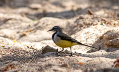 Motacilla flaviventris