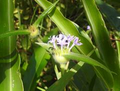 Spermacoce dibrachiata